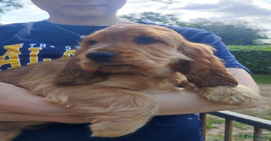 Cocker Spaniel dogs - Advert 5