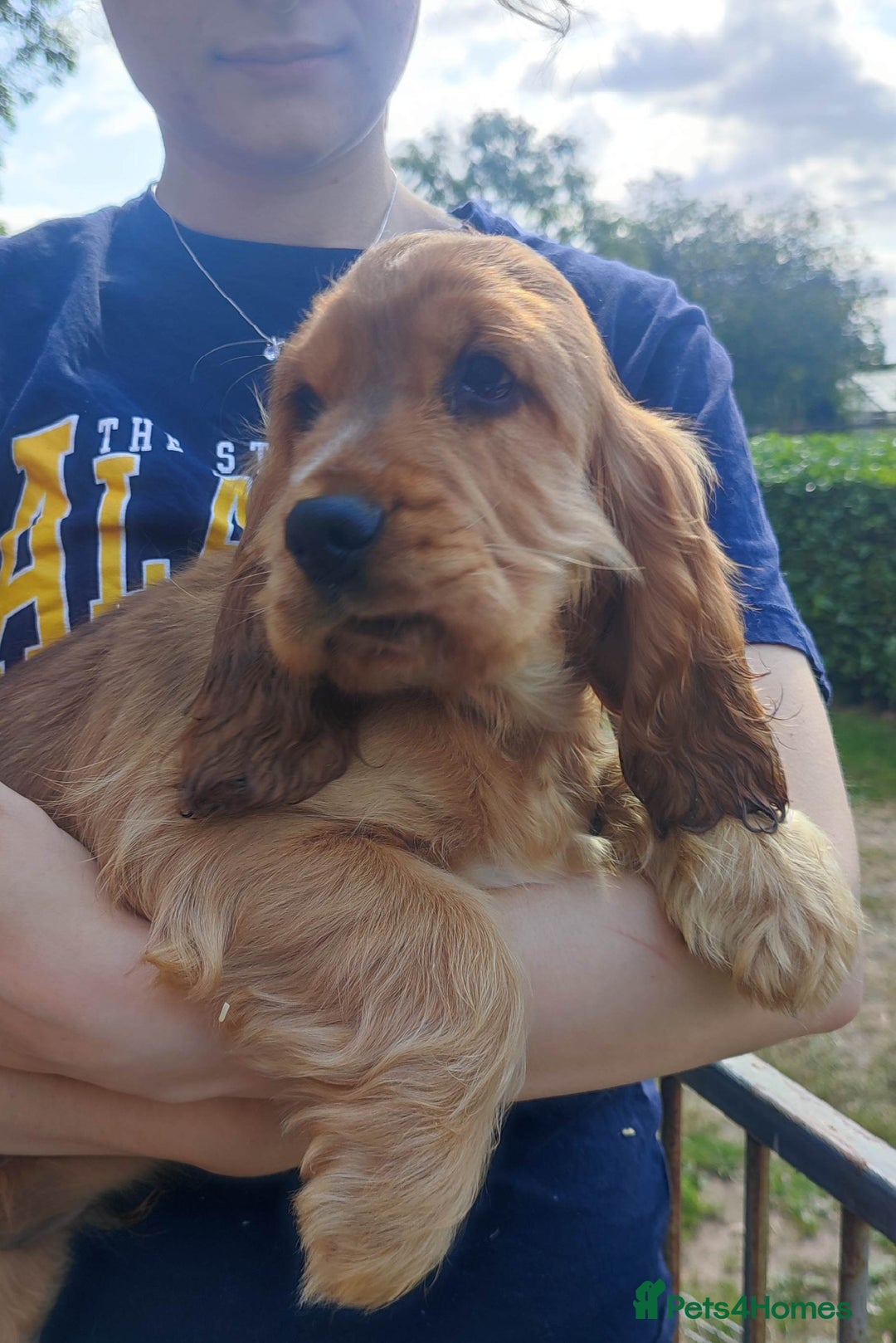 Cocker Spaniel dogs for sale: Show type cocker spaniel pups by Rosie - Image 3