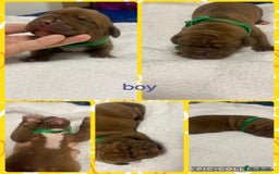 Mixed Breed dogs for sale: Dogue de bordeaux x staff puppies  - Image 2