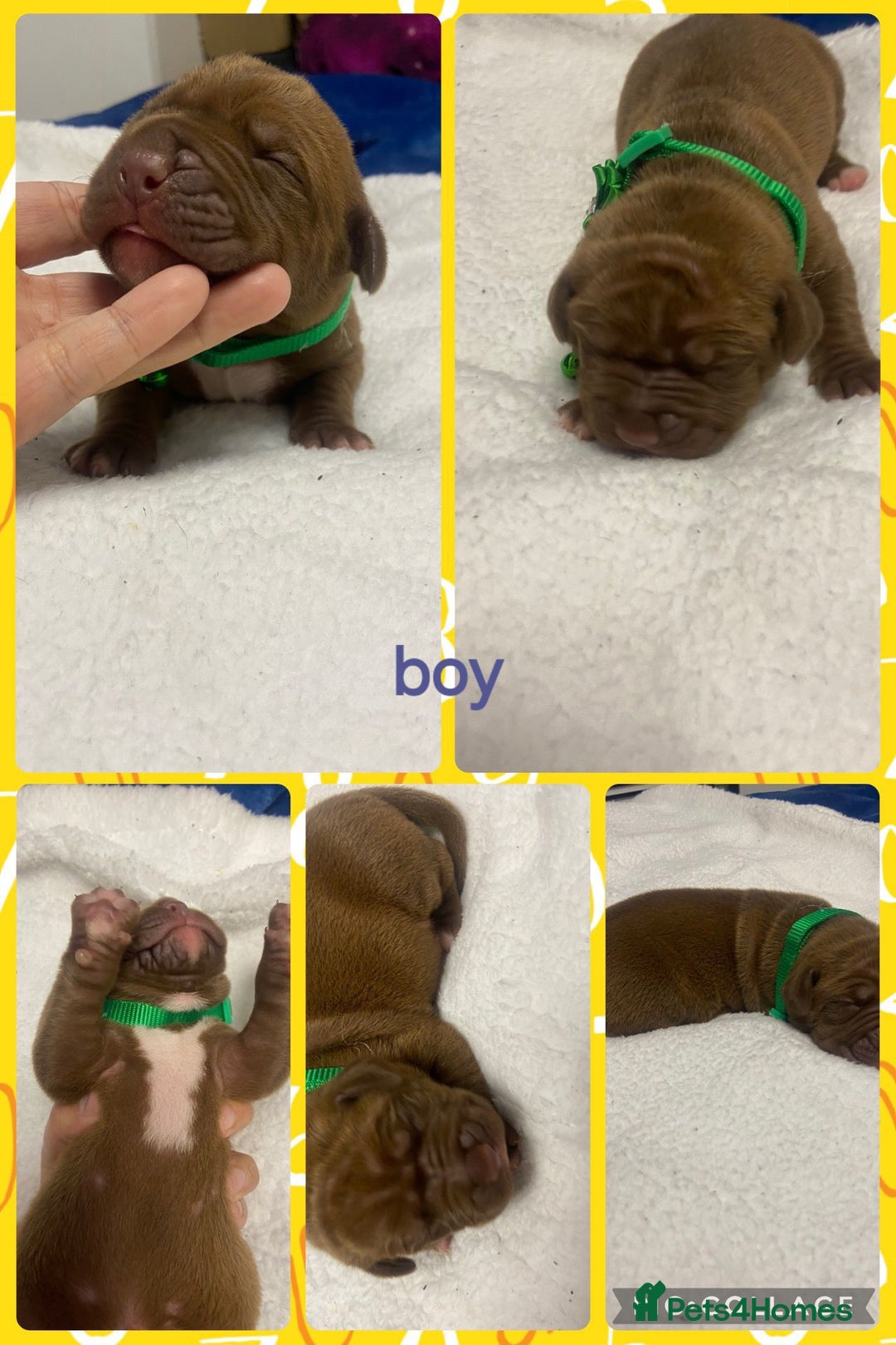 Mixed Breed dogs for sale: Dogue de bordeaux x staff puppies  - Image 2
