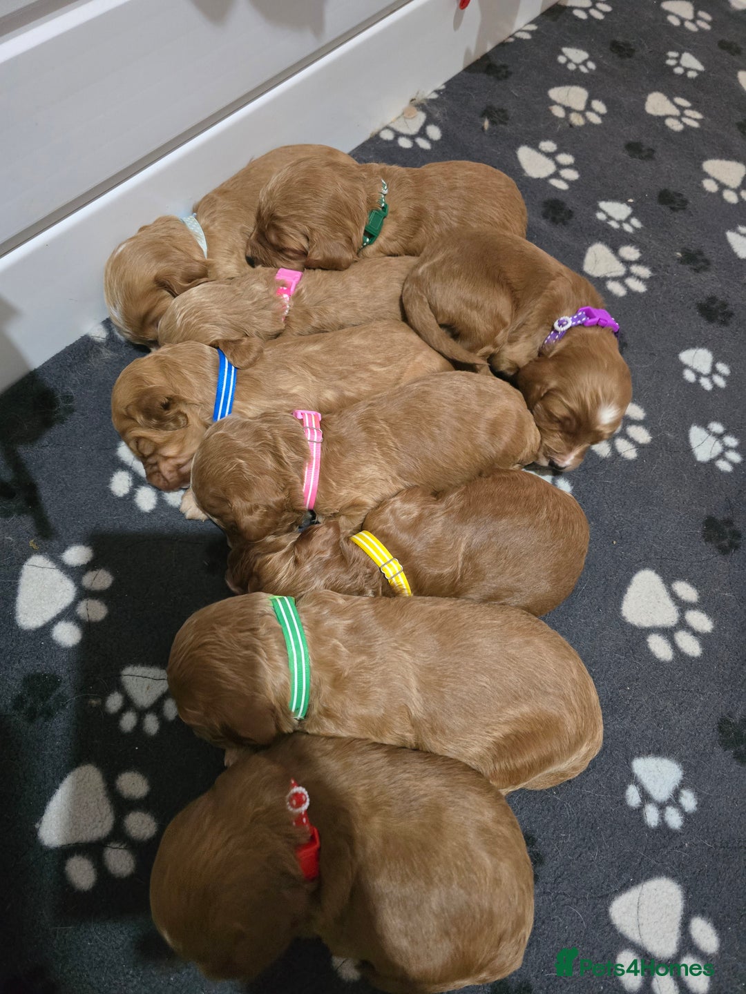 Cockapoo dogs for sale: Health tested cockerpoo F1 pups licensed Breeder  - Advert 30