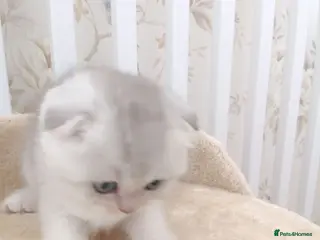 British Shorthair cats British Shorthair kittens - Advert 1