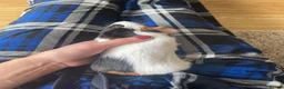 Guinea Pig rodents for sale: 2 male baby Guinea pigs  - Advert 9