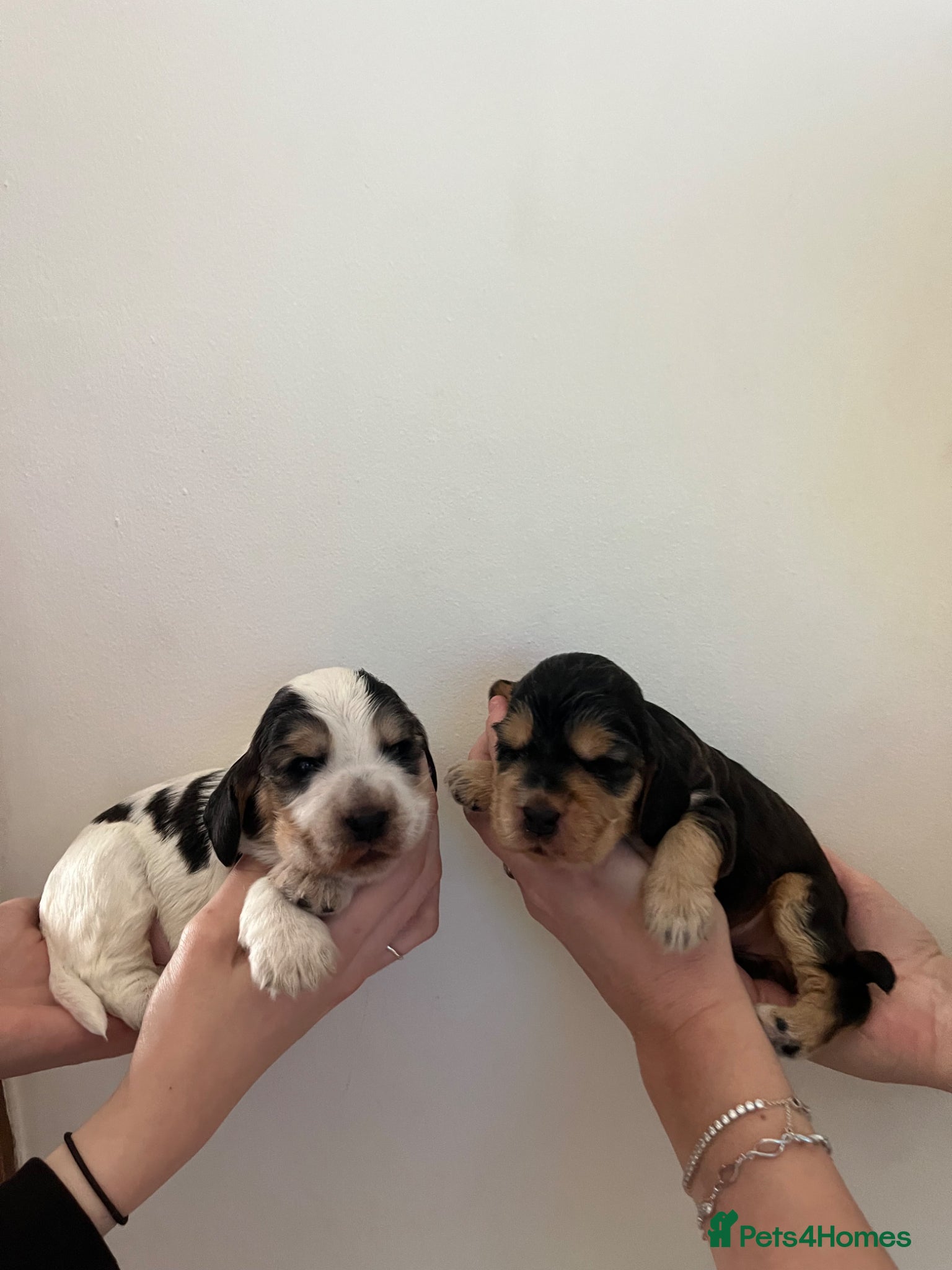 Cocker Spaniel dogs KC Show Type Cocker Spaniel Puppies  - Advert 7