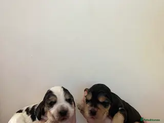 Cocker Spaniel dogs KC Show Type Cocker Spaniel Puppies - Advert 7