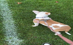 Mixed Breed dogs for sale: Honey  - Image 3