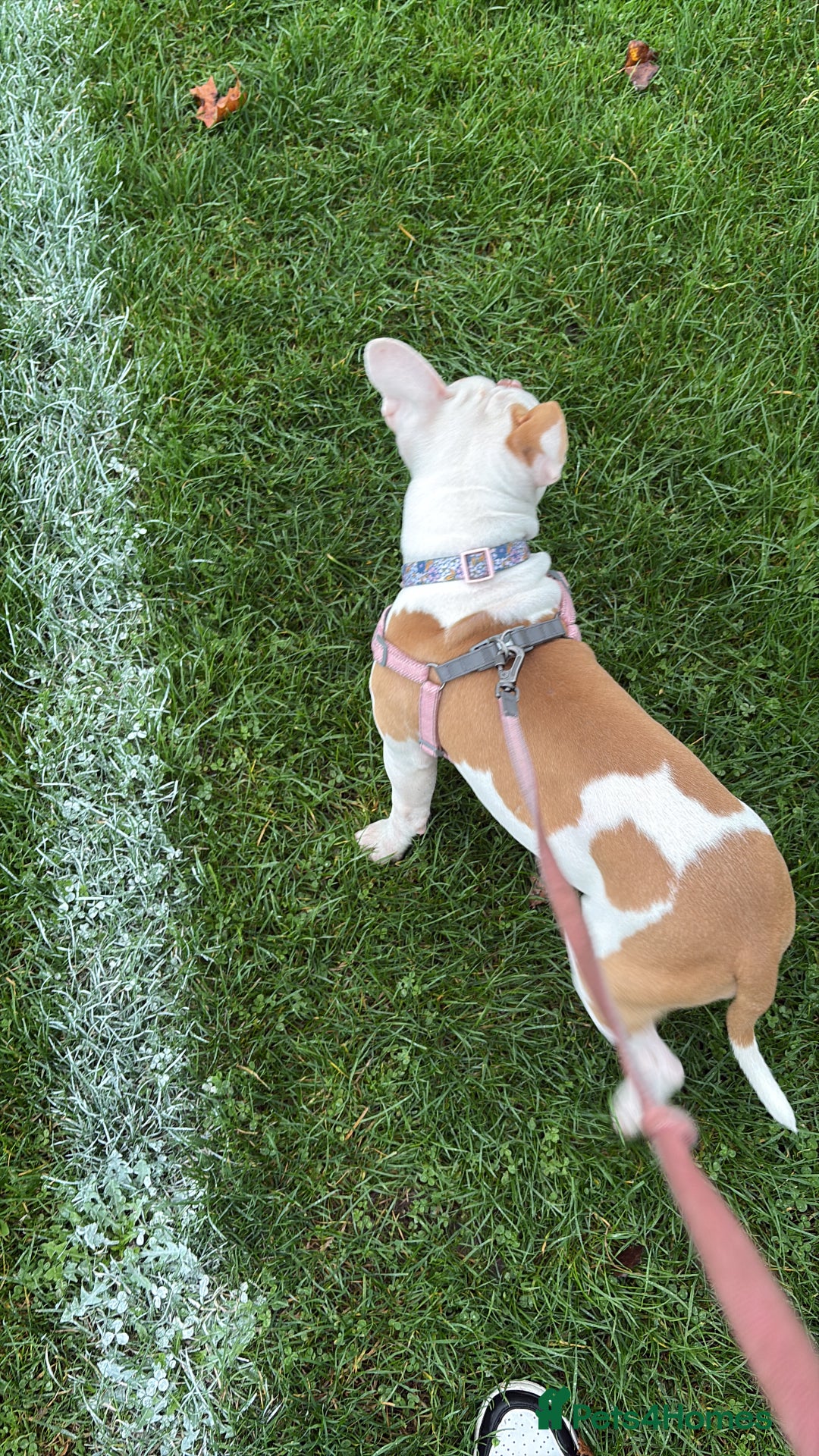 Mixed Breed dogs for sale: Honey  - Image 3