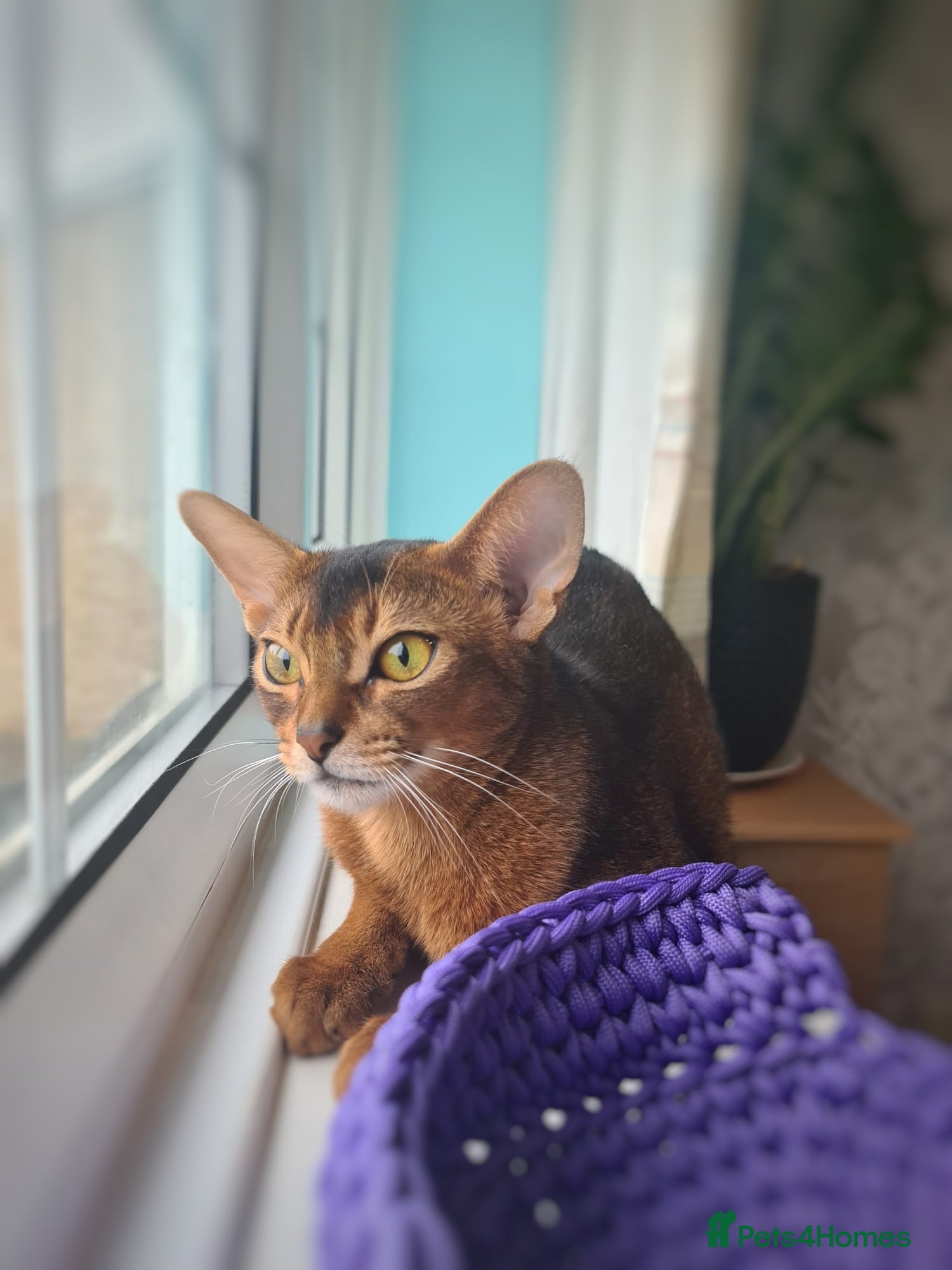 Abyssinian cats Abyssinian kitten - Advert 6