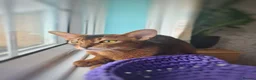 Abyssinian cats for sale: LAST TWO BOYS,champion line Abyssinian kittens🎖 - Advert 17