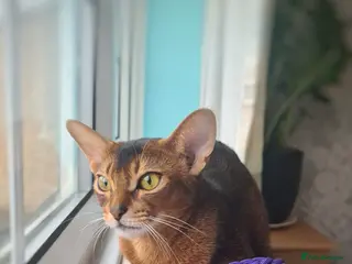 Abyssinian cats Abyssinian kitten - Advert 1