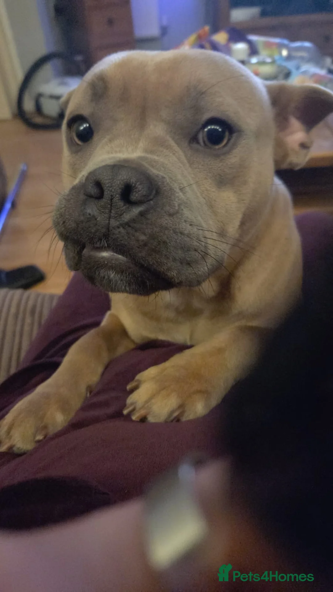 Mixed Breed dogs for sale: Rehoming pocket bully x frenchy - Advert 2