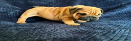 English Bulldog dogs for sale: Quality English bulldogs  - Advert 7