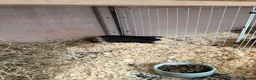 Guinea Pig rodents for sale: Boat guinea pig  in Manchester - Advert 1