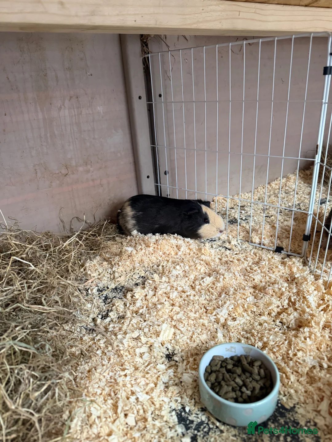 Guinea Pig rodents for sale: Boat guinea pig  in Manchester - Advert 1