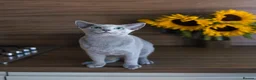 Russian Blue cats for sale: Young Russian Blues - Advert 3