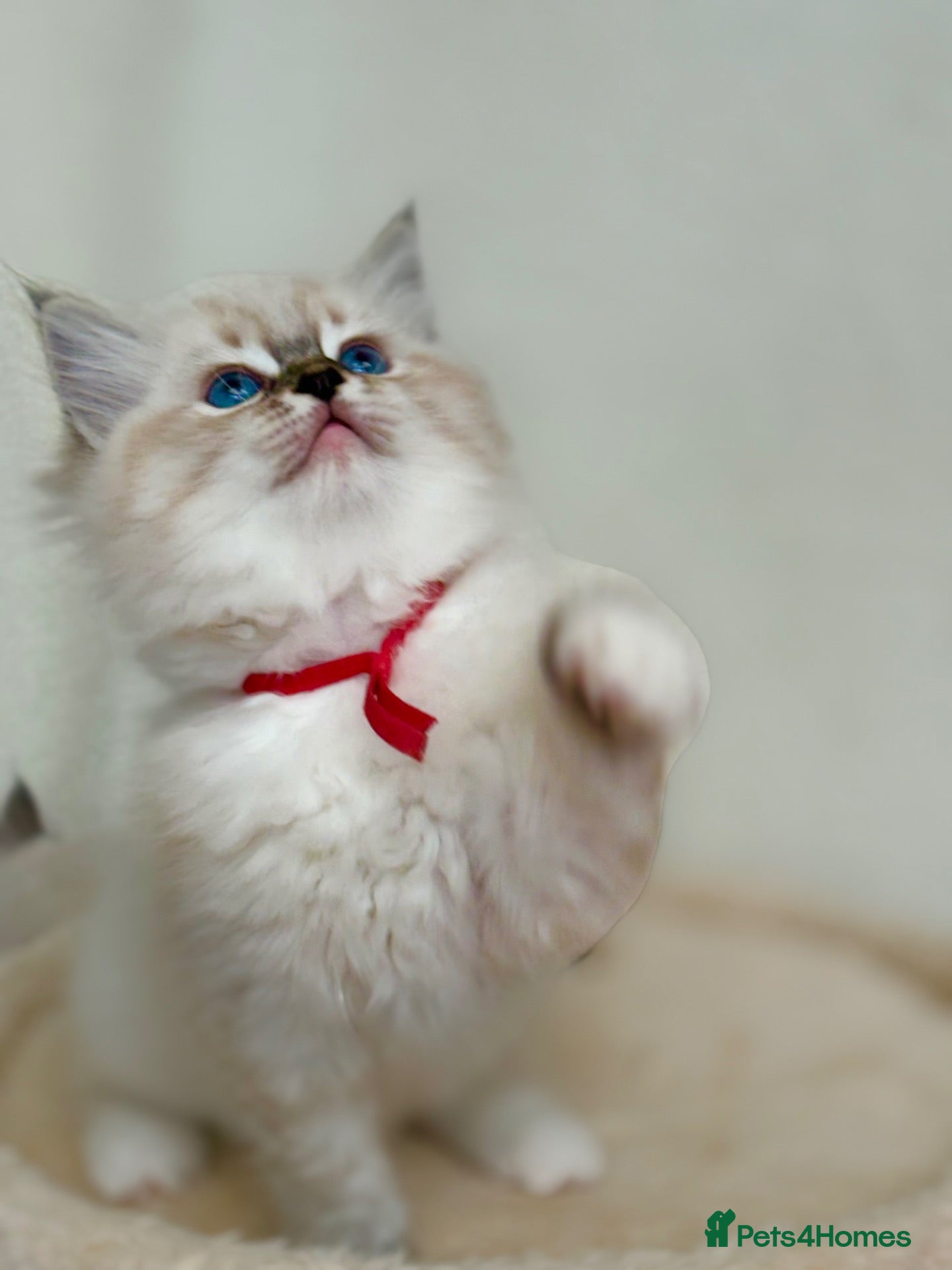 Ragdoll cats Pedigree show quality kitten Ragdolls 💝 - Advert 2