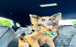 German Shepherd dogs for sale: Sweet German Shepherd Looking for Home - Image 4