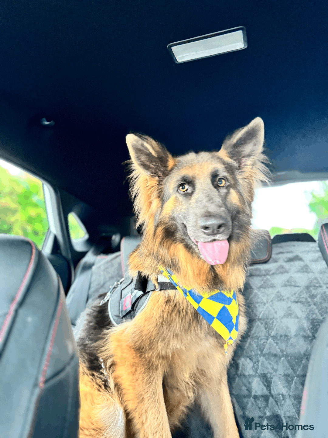 German Shepherd dogs for sale: Sweet German Shepherd Looking for Home - Image 4