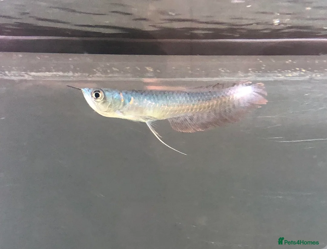 Cichlids fish for sale: Mix of CichlidS and others  - Advert 2