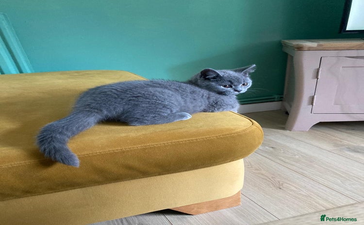 British Shorthair cats - Advert 16