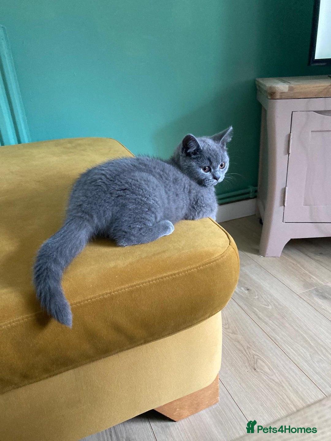 British Shorthair cats for sale: Beautiful British shorthair  - Image 1