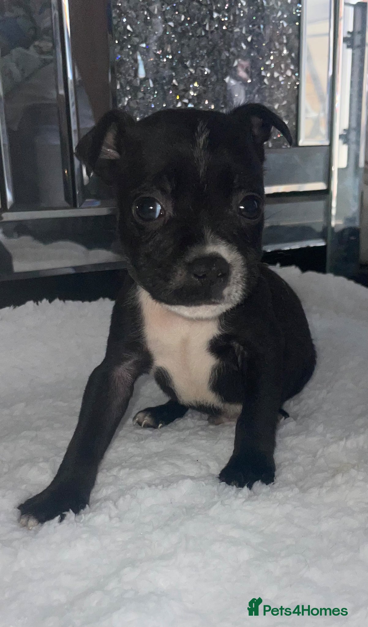 Staffordshire Bull Terrier dogs 6 stunning KC registered Staffy puppy’s  - Advert 1