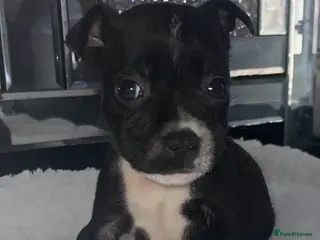 Staffordshire Bull Terrier dogs 6 stunning KC registered Staffy puppy’s - Advert 4