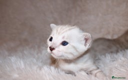 Bengal cats for sale: 😻🐈‍⬛OUTSTANDING PEDIGREE BENGAL 🐈‍⬛ 💯 - Image 6