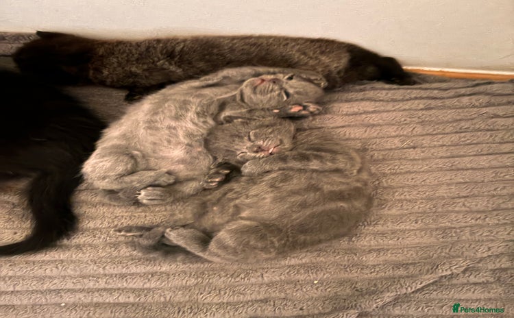 Mixed Breed cats - Advert 1