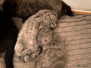 Mixed Breed cats - Advert 1