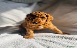 Mixed Breed dogs for sale: Australian Labradoodle Double Doodle puppies in Glastonbury - Image 13