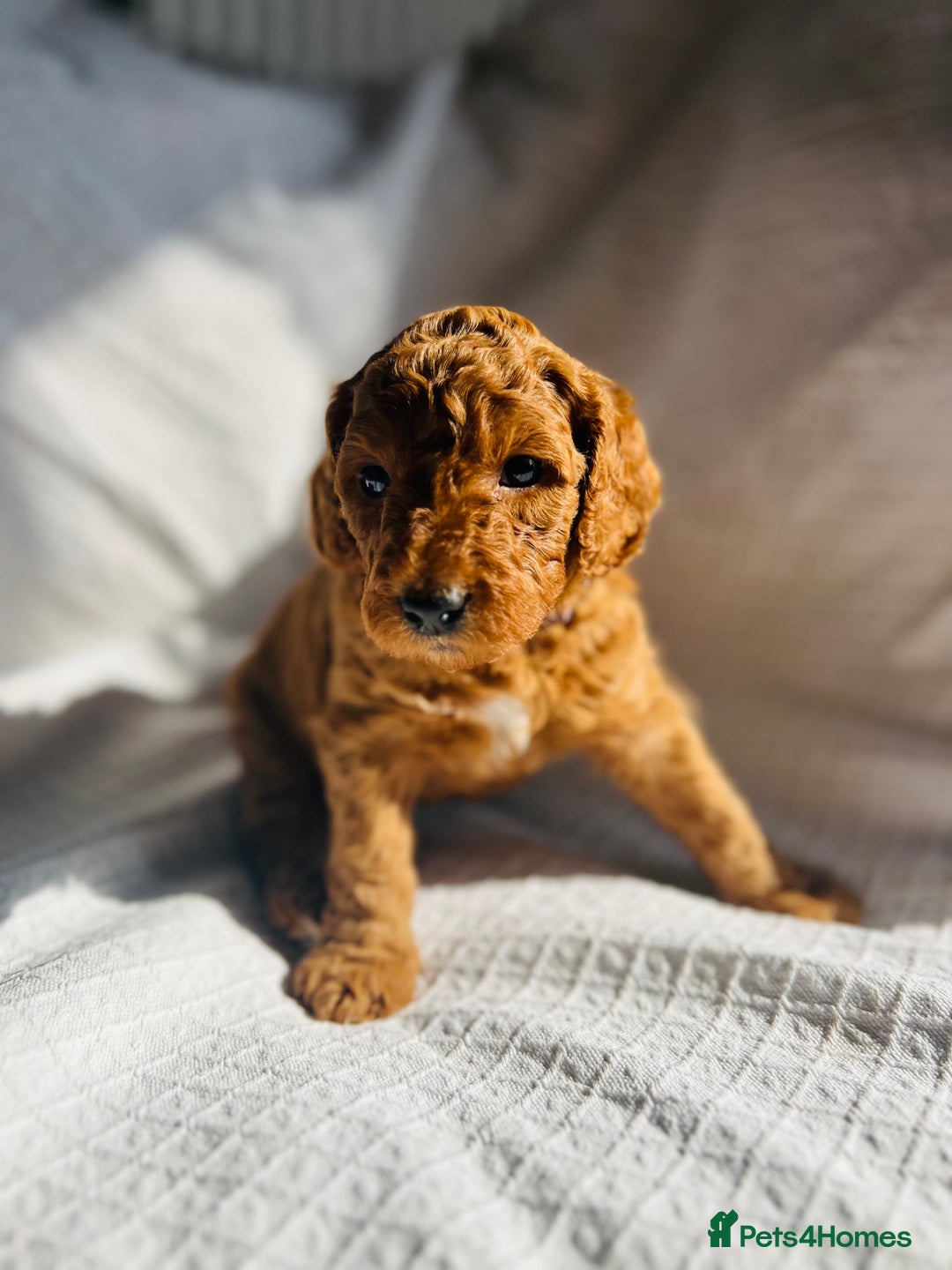 Mixed Breed dogs for sale: Australian Labradoodle Double Doodle puppies in Glastonbury - Image 13
