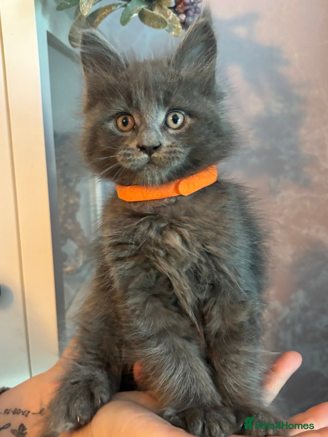 Maine Coon cats for sale: Blue Maine Coon Kittens – Active TICA Registered  - Advert 33