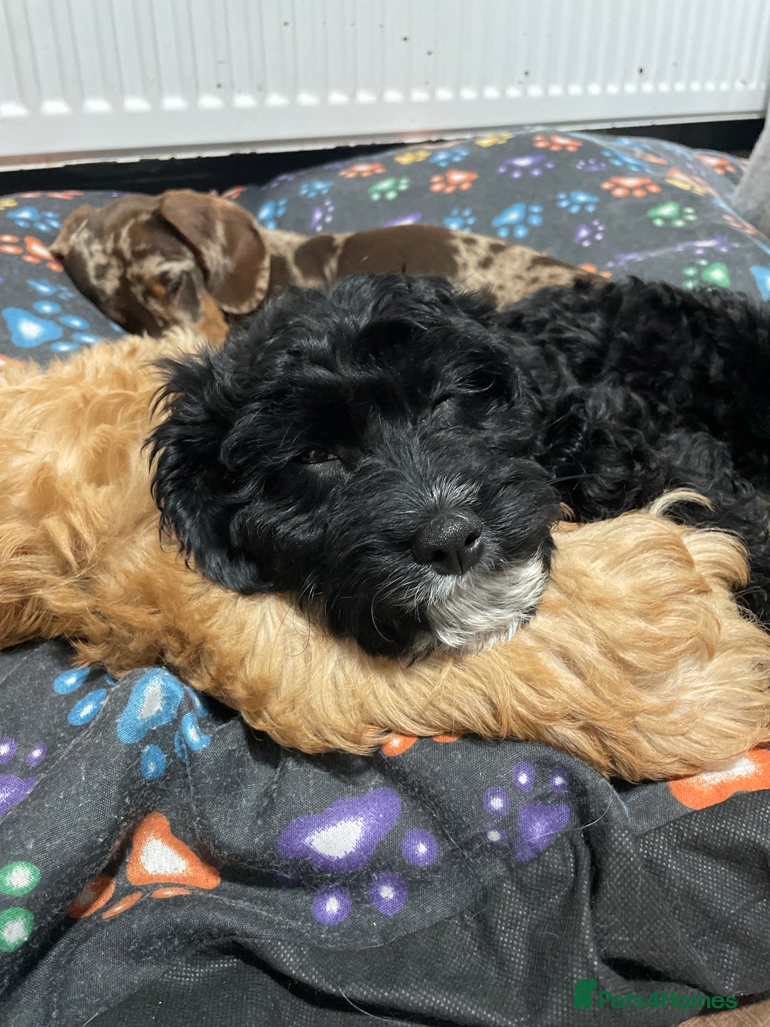 Cavapoo dogs for sale: Cavapoo puppies  - Image 1