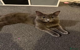 Domestic Shorthair cats for sale: 2 gorgeous kittens for sale - Image 14