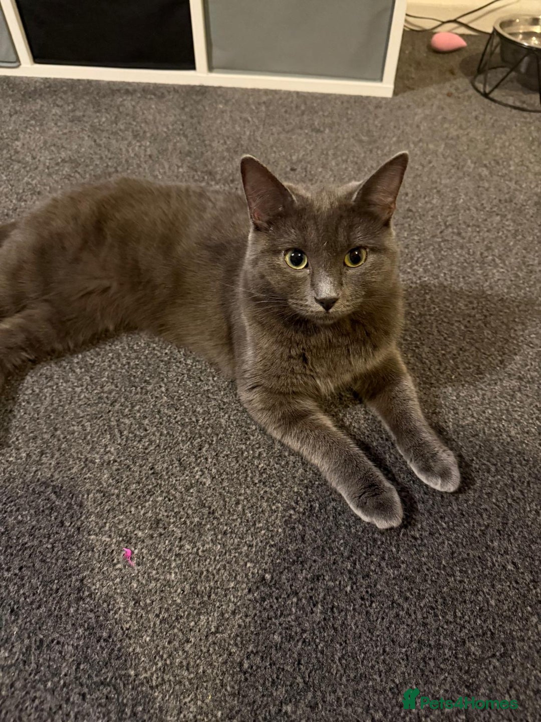 Domestic Shorthair cats for sale: 2 gorgeous kittens for sale - Image 14