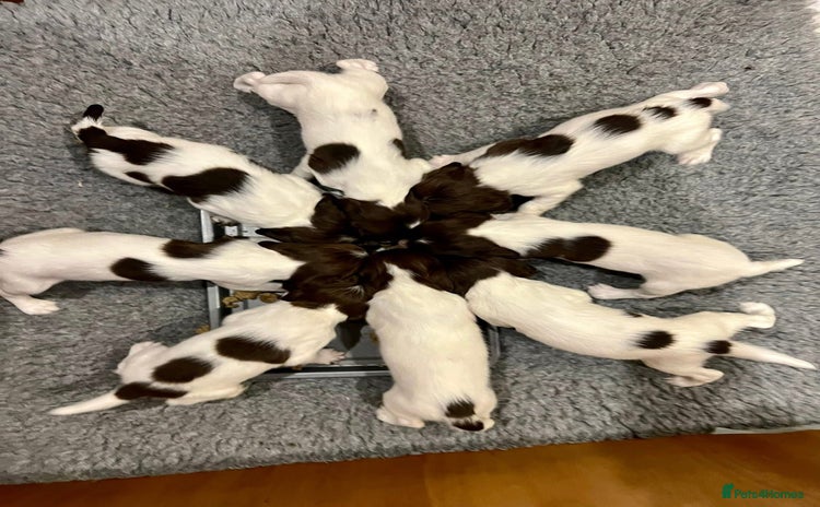 English Springer Spaniel dogs - Advert 1