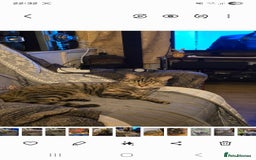 Mixed Breed cats for sale: Mixed breed female cat Free to a good home - Image 7