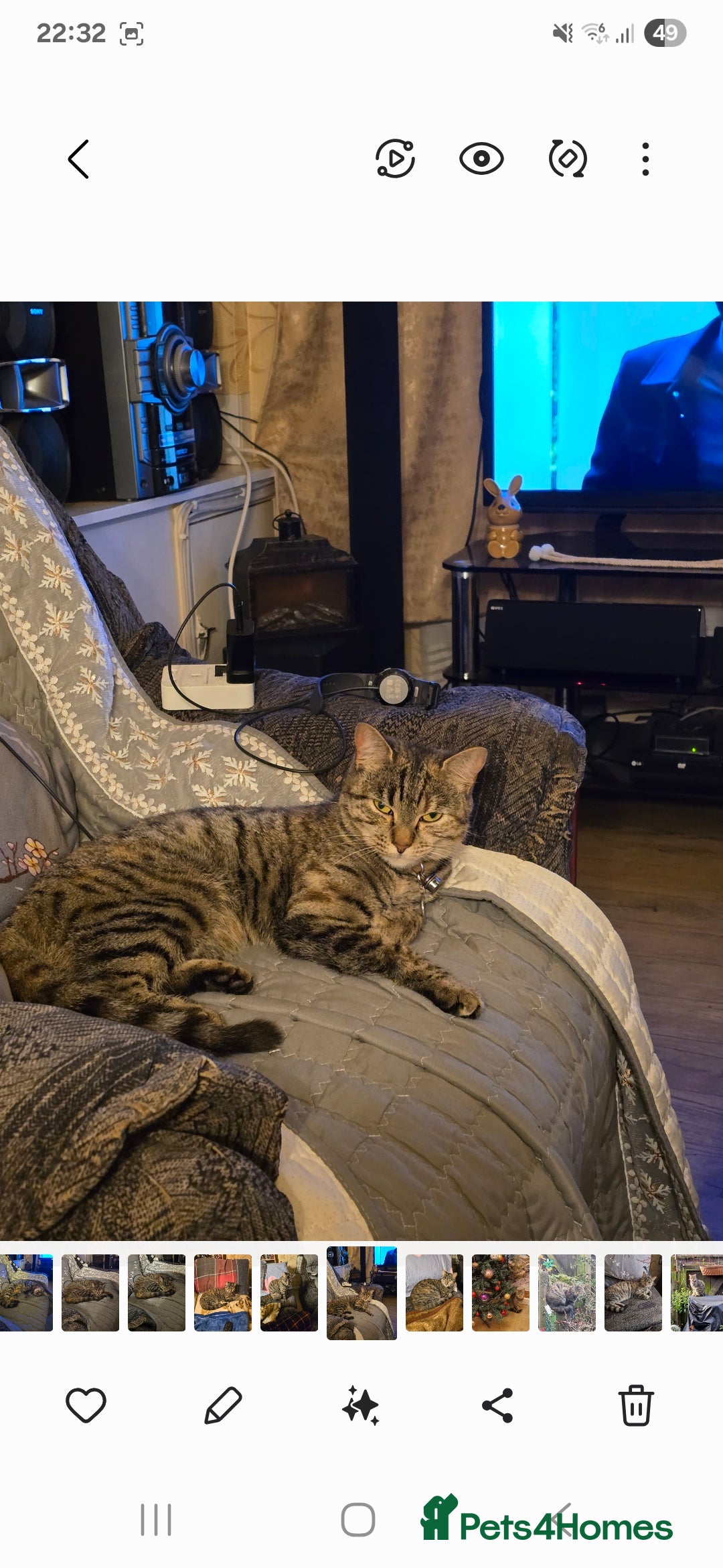 Mixed Breed cats for sale: Mixed breed female cat Free to a good home - Image 7