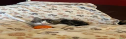 Mixed Breed cats for sale: Stunning kittens ready now - Advert 7