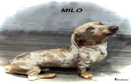 Dachshund dogs for stud: *Stud Only* Isabella Dapple Miniture Dachaund in Doncaster - Image 3