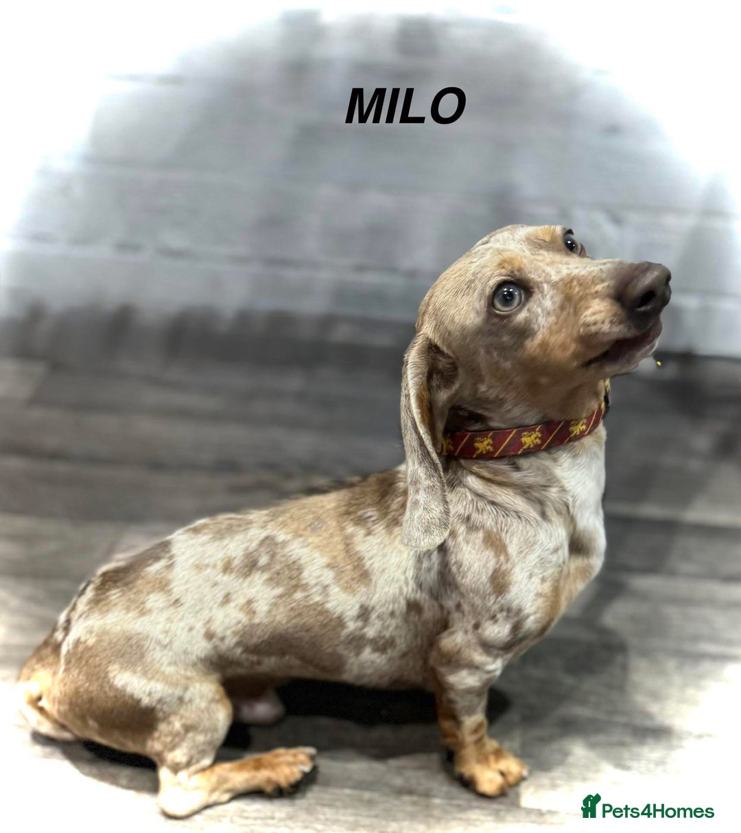 Dachshund dogs for stud: *Stud Only* Isabella Dapple Miniture Dachaund in Doncaster - Image 3