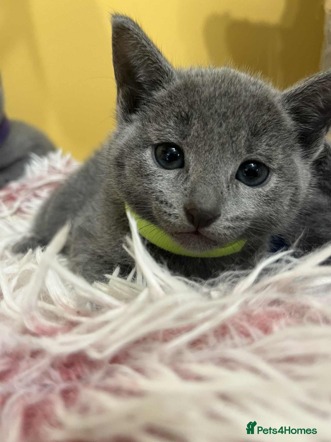 Russian Blue cats for sale: TICA REGISTERED Pure Breed Russian Blue Kittens - Advert 5