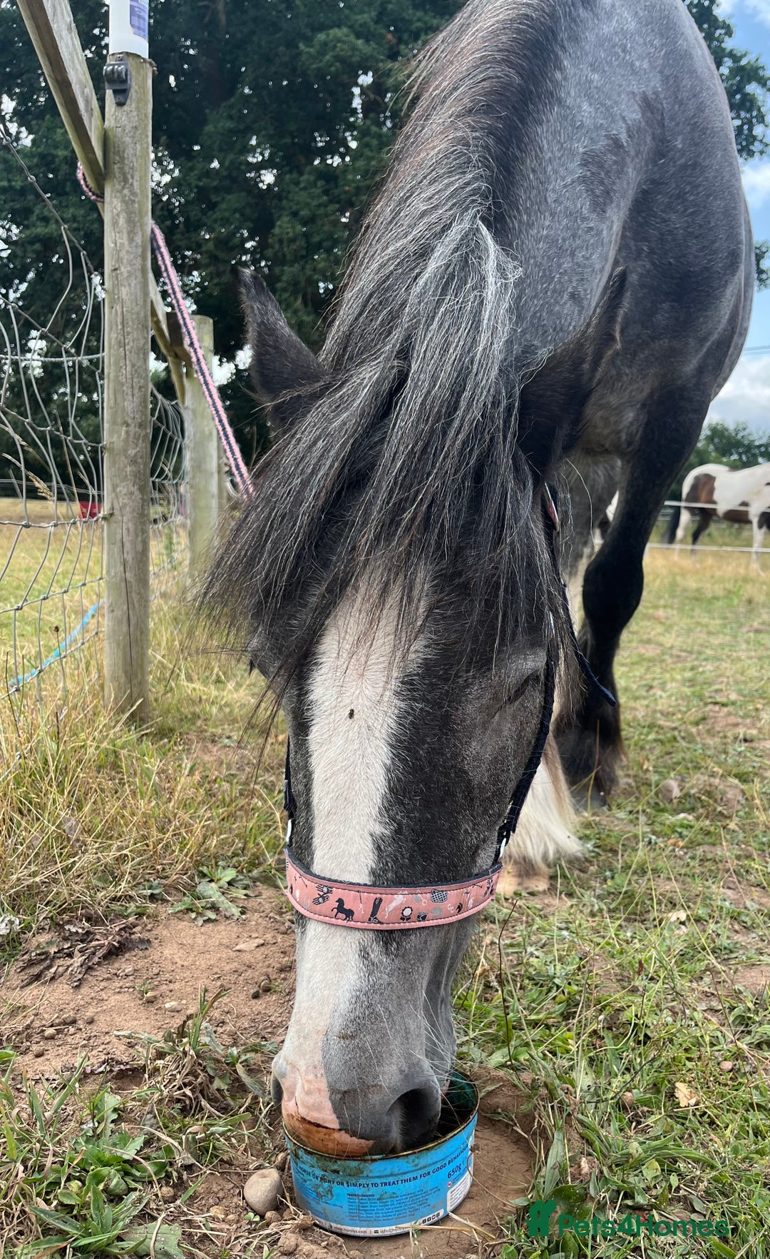 Irish Cob horses for sale: Luna 2 year old mare  - Image 1