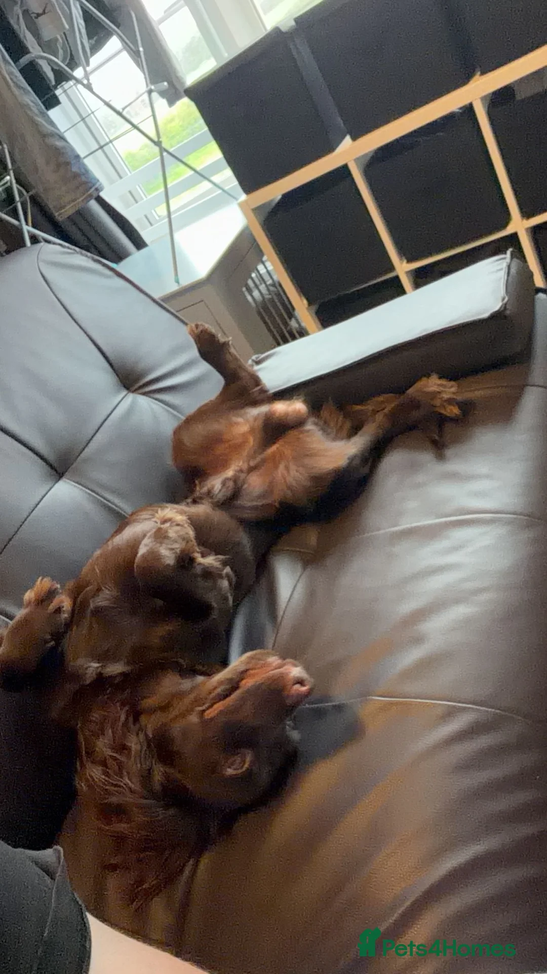 English Springer Spaniel dogs for sale: Cocker spaniel 1year 2 months old - Advert 2
