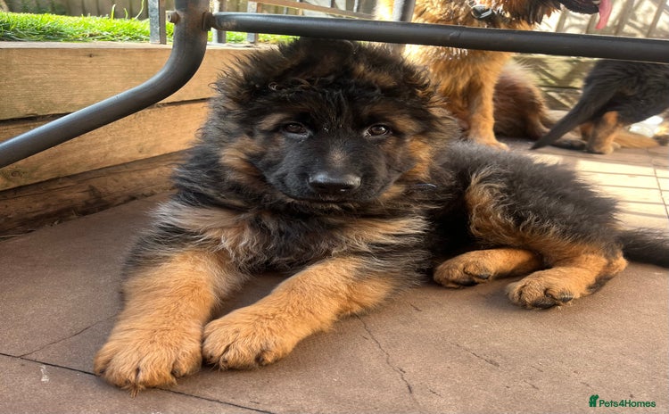 German Shepherd dogs - Advert 1