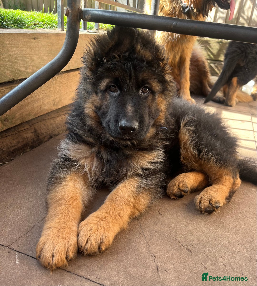 German Shepherd dogs for sale: Top Quality GSD puppies available  - Image 12