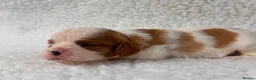 Cavalier King Charles Spaniel dogs for sale: Adorable Purebred Cavalier puppies - Advert 5