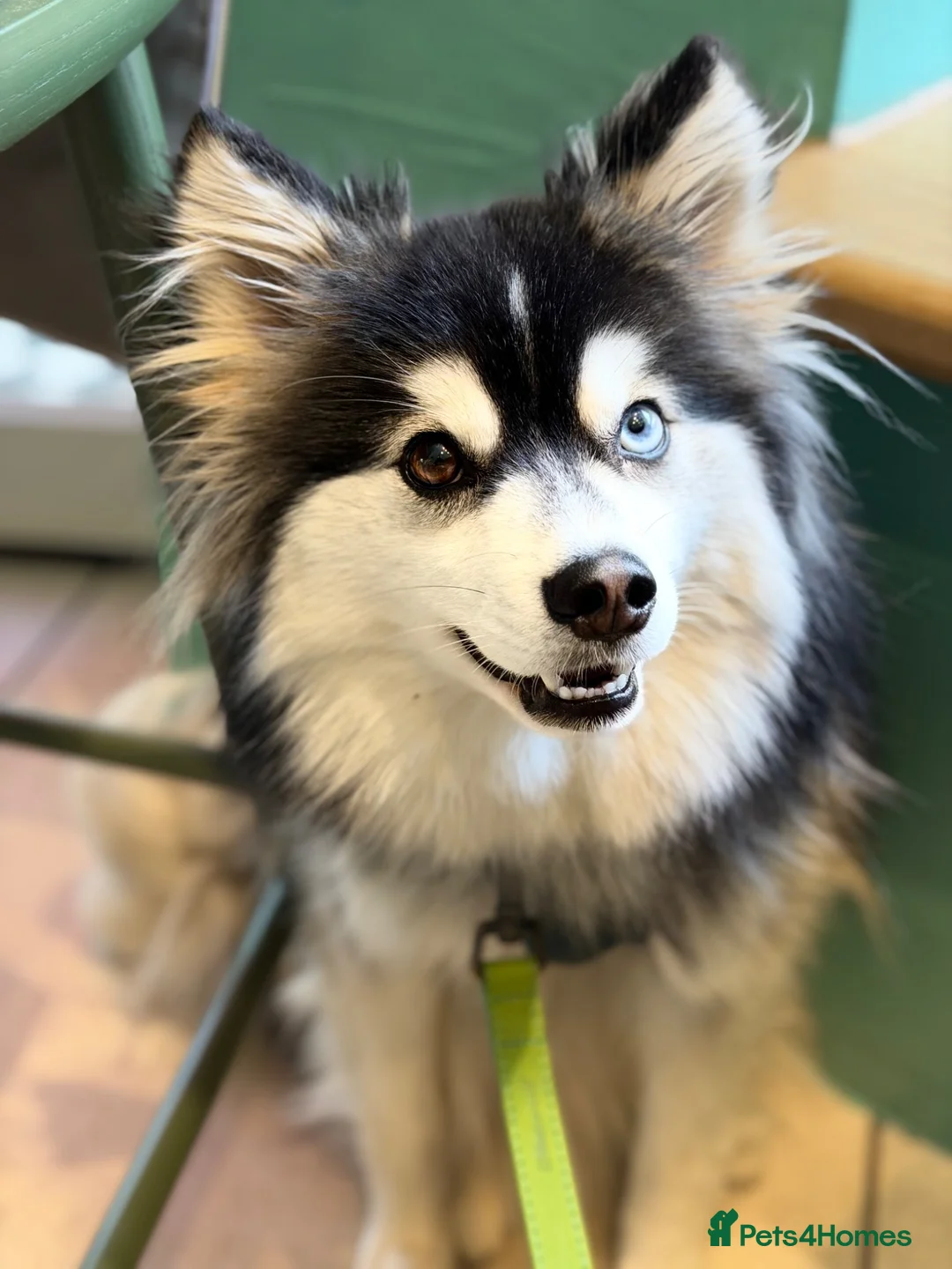 Pomsky dogs for sale: Exceptional F3 Pomsky - Great with Kids in London - Advert 1