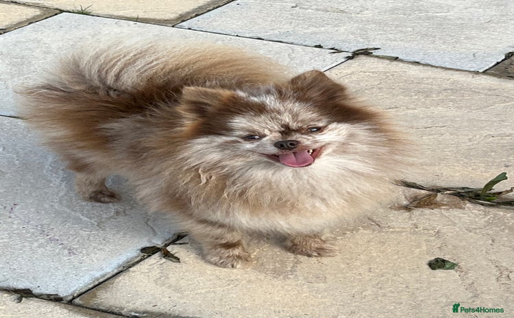 Pomeranian dogs in Leeds - Advert 10